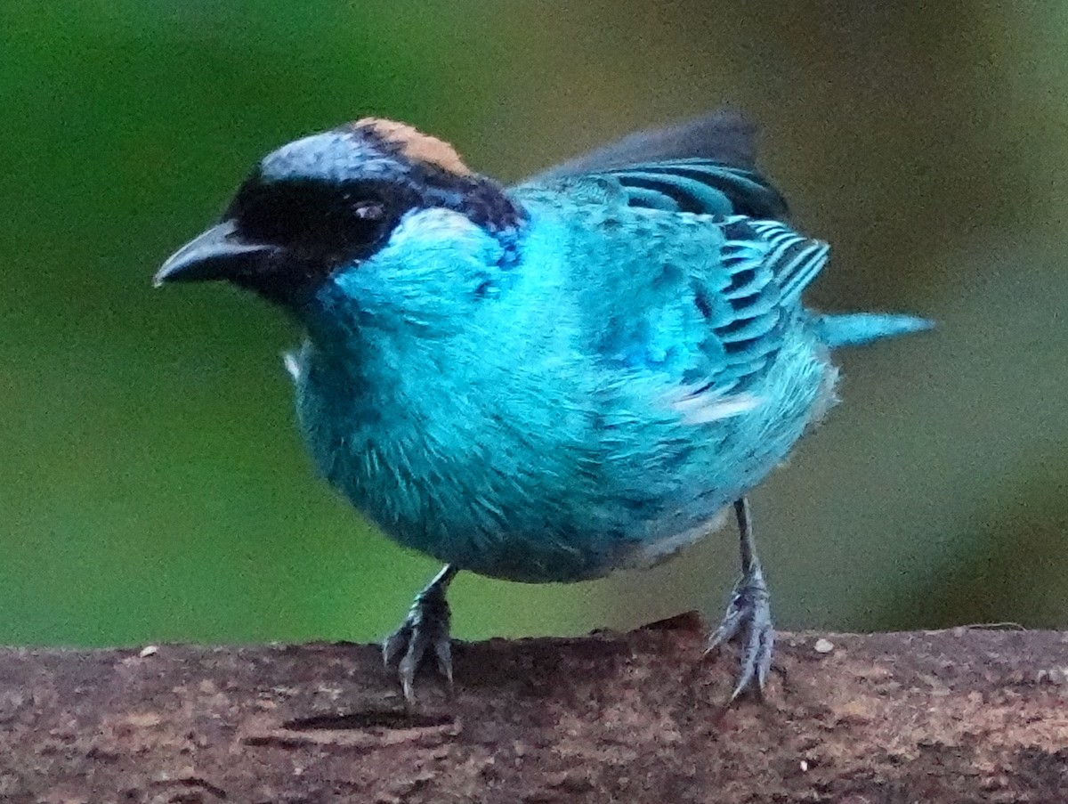 Golden-naped Tanager - ML620421287