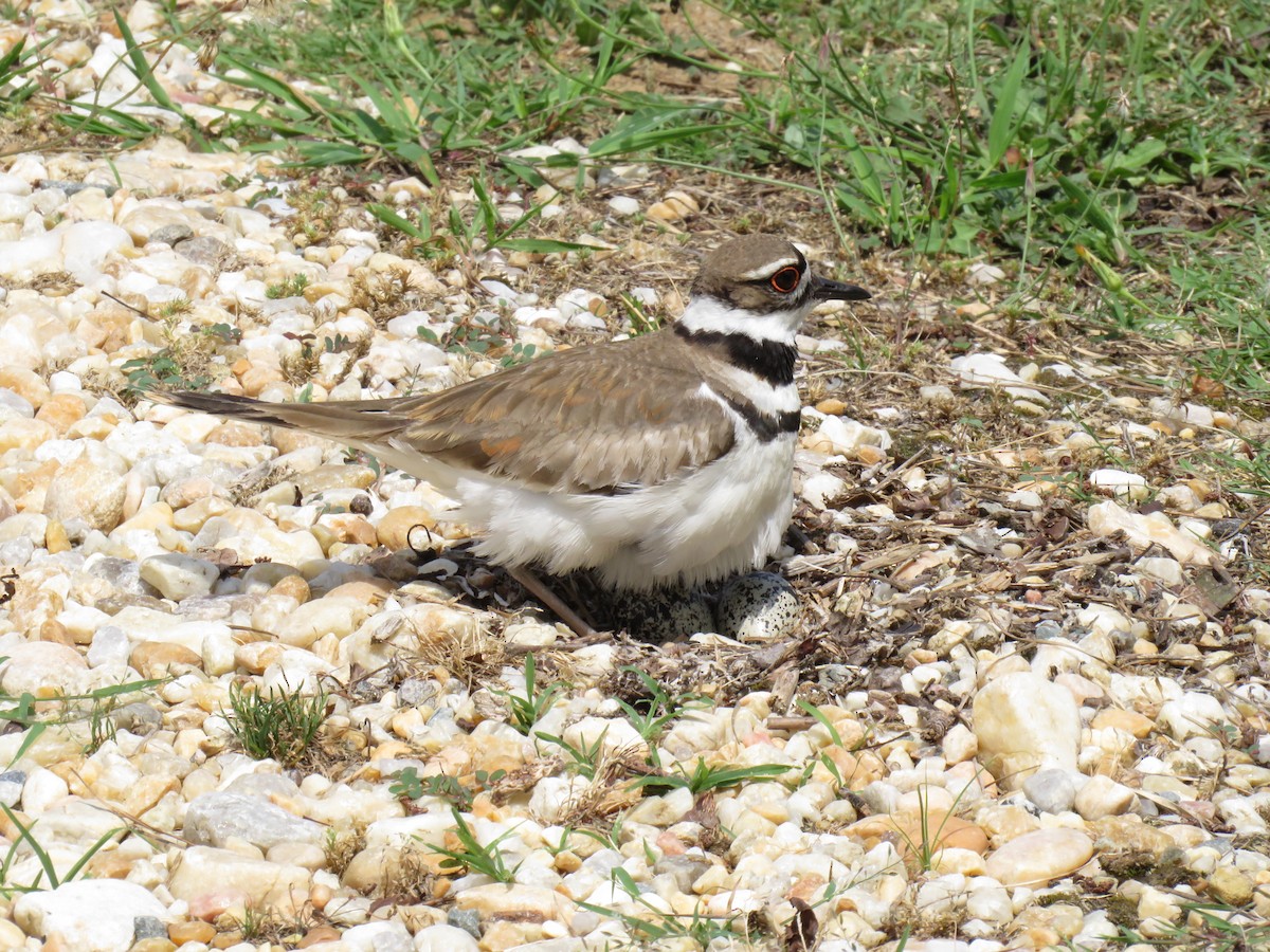 Killdeer - ML620421298