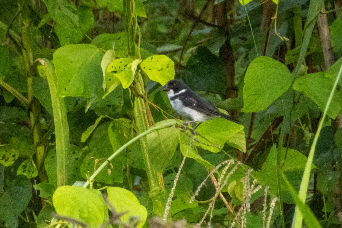 Wing-barred Seedeater (Caqueta) - ML620421301