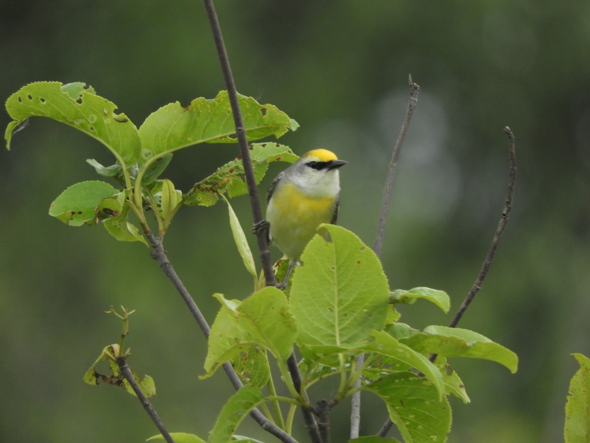 Goldflügel- x Blauflügel-Waldsänger (F1-Hybrid) - ML620421313