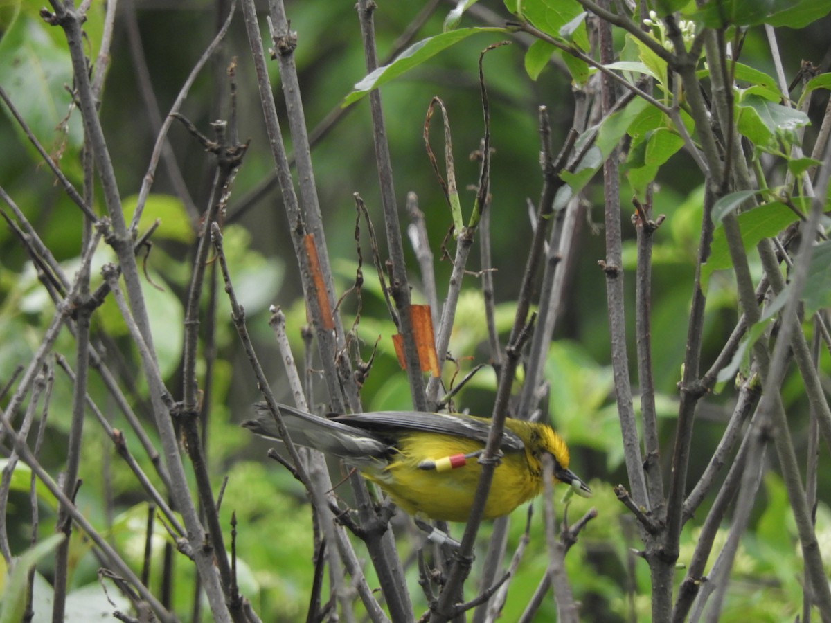 Blauflügel-Waldsänger - ML620421314