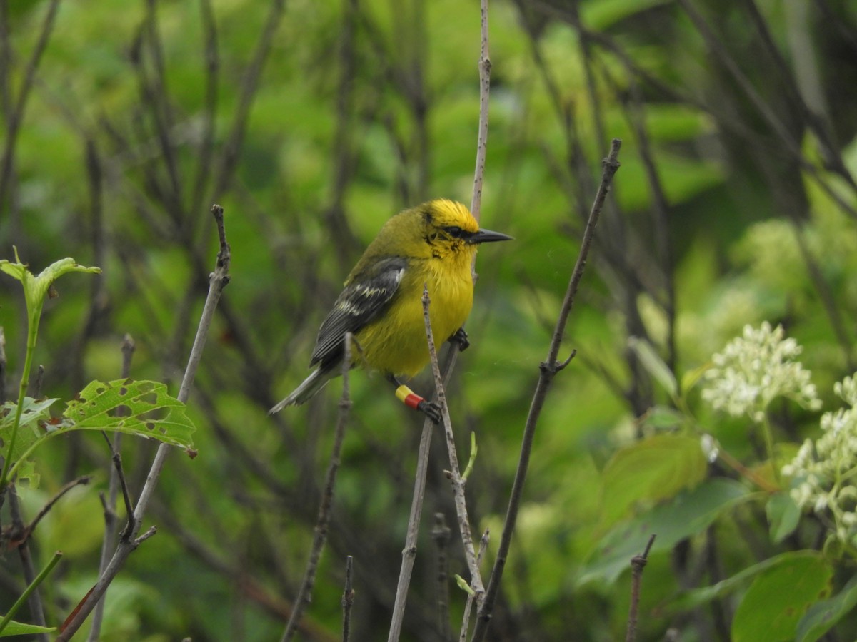 blåvingeparula - ML620421321