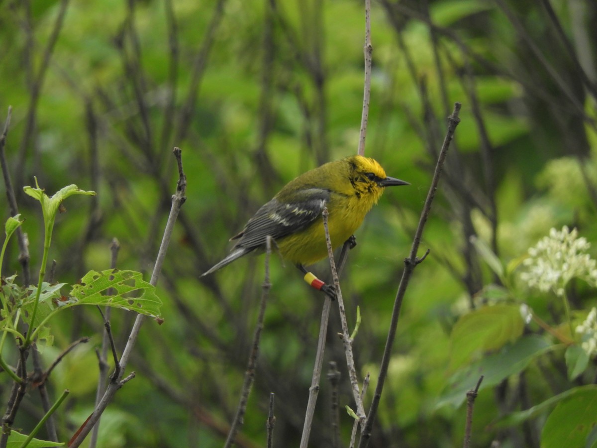 Blauflügel-Waldsänger - ML620421324