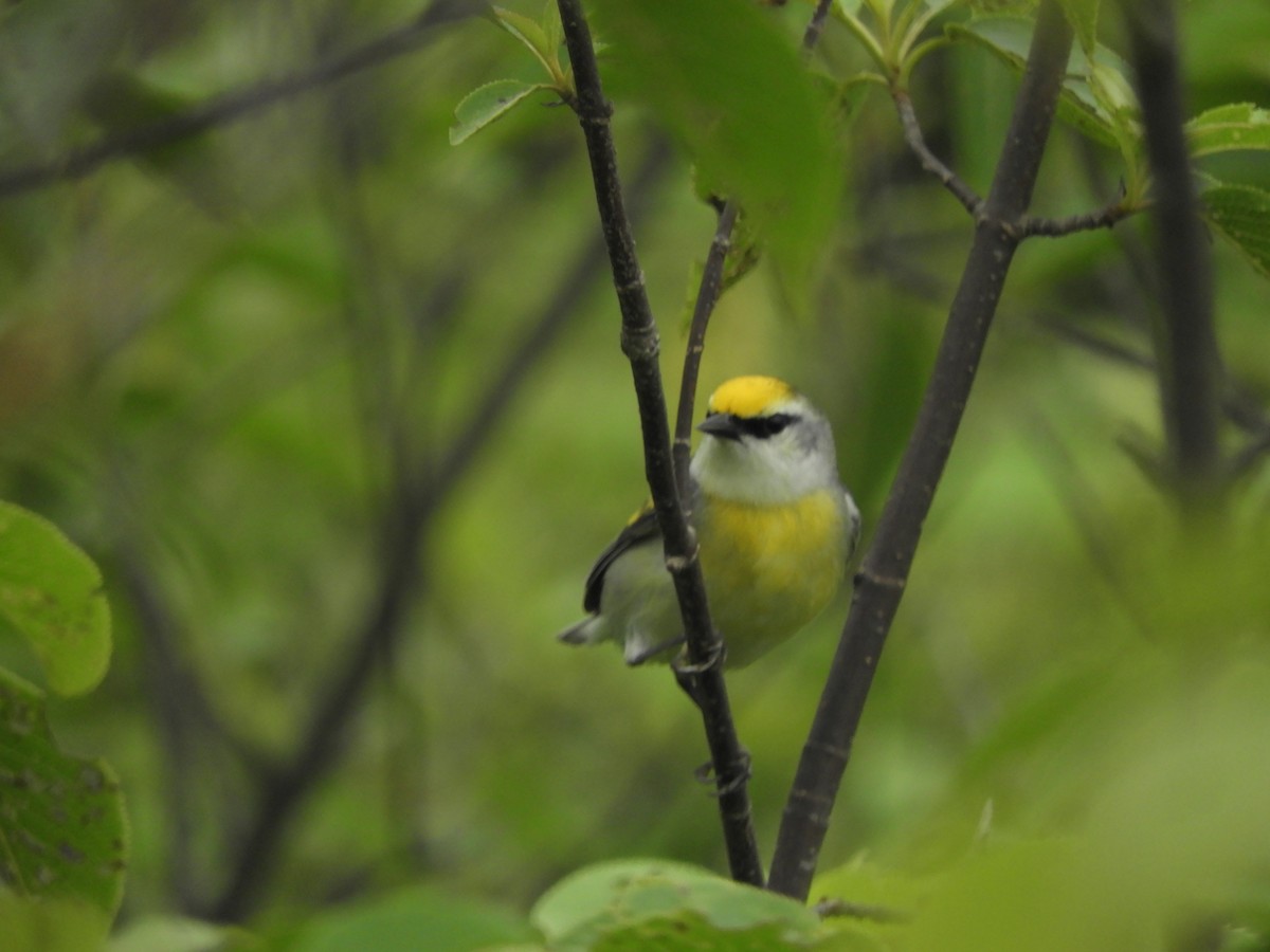 Brewster's Warbler (hybrid) - ML620421326