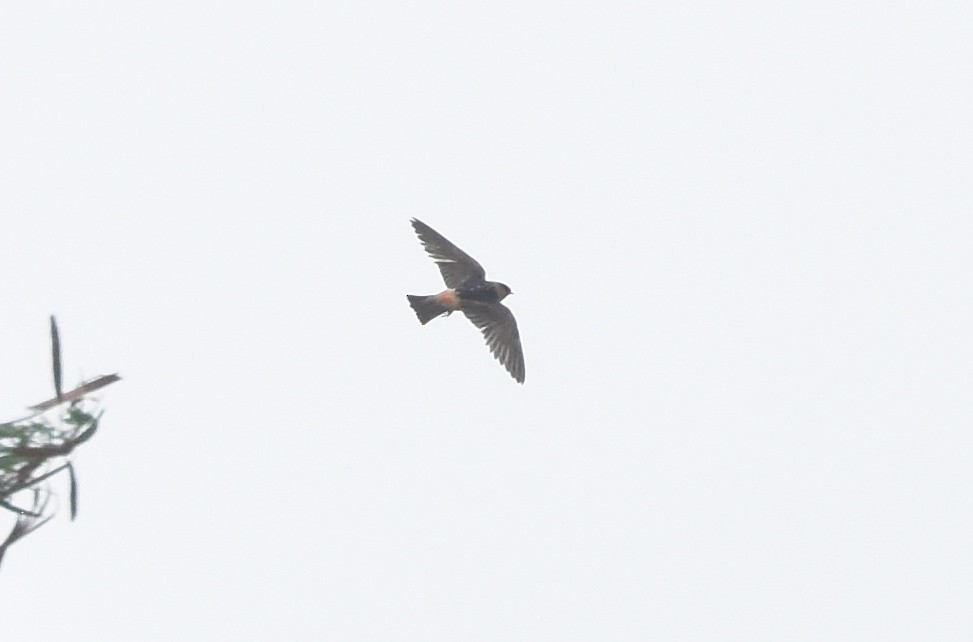 Cave Swallow - ML620421332