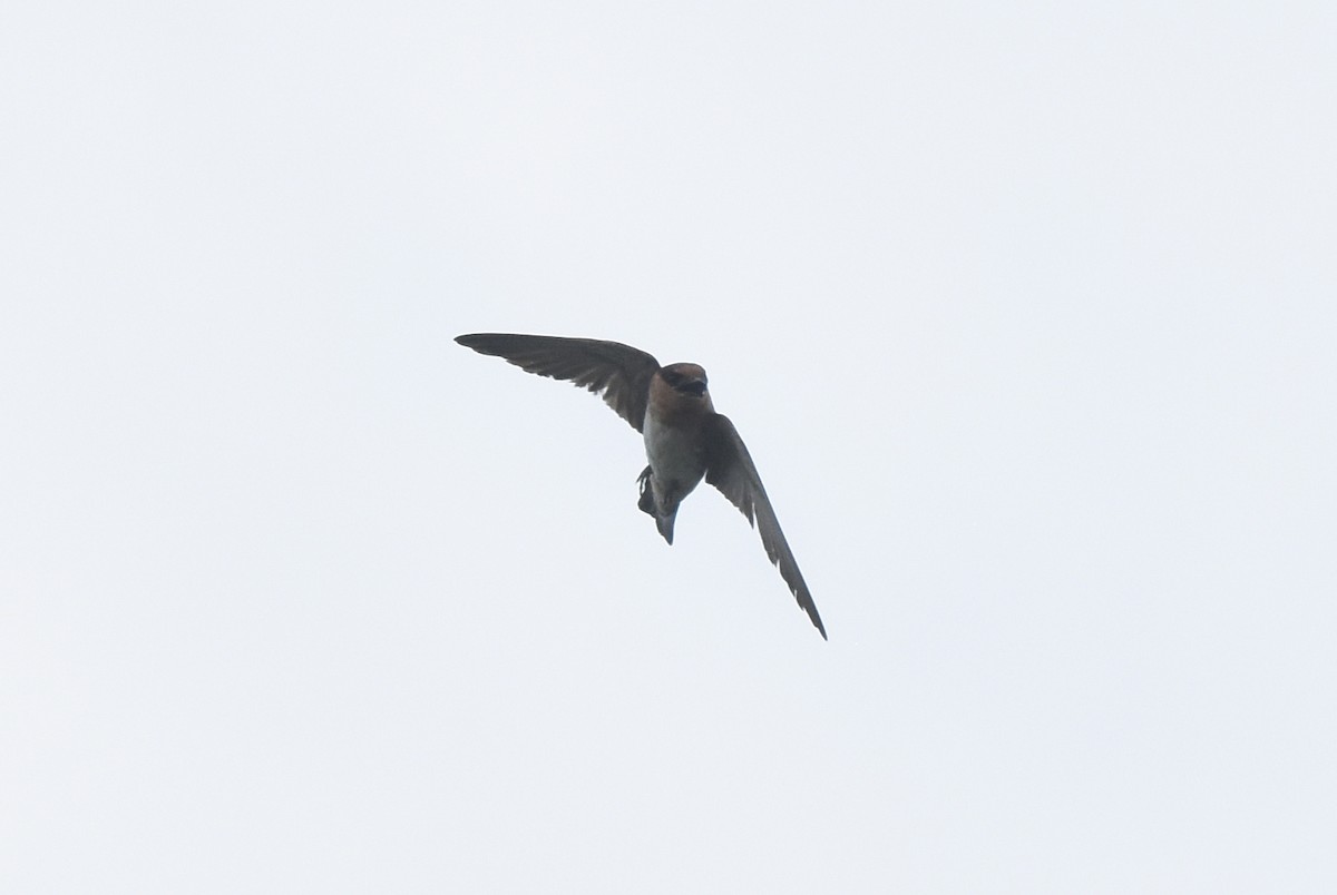 Cave Swallow - ML620421333