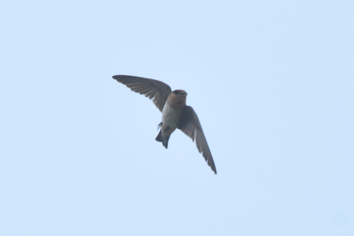 Cave Swallow - ML620421334