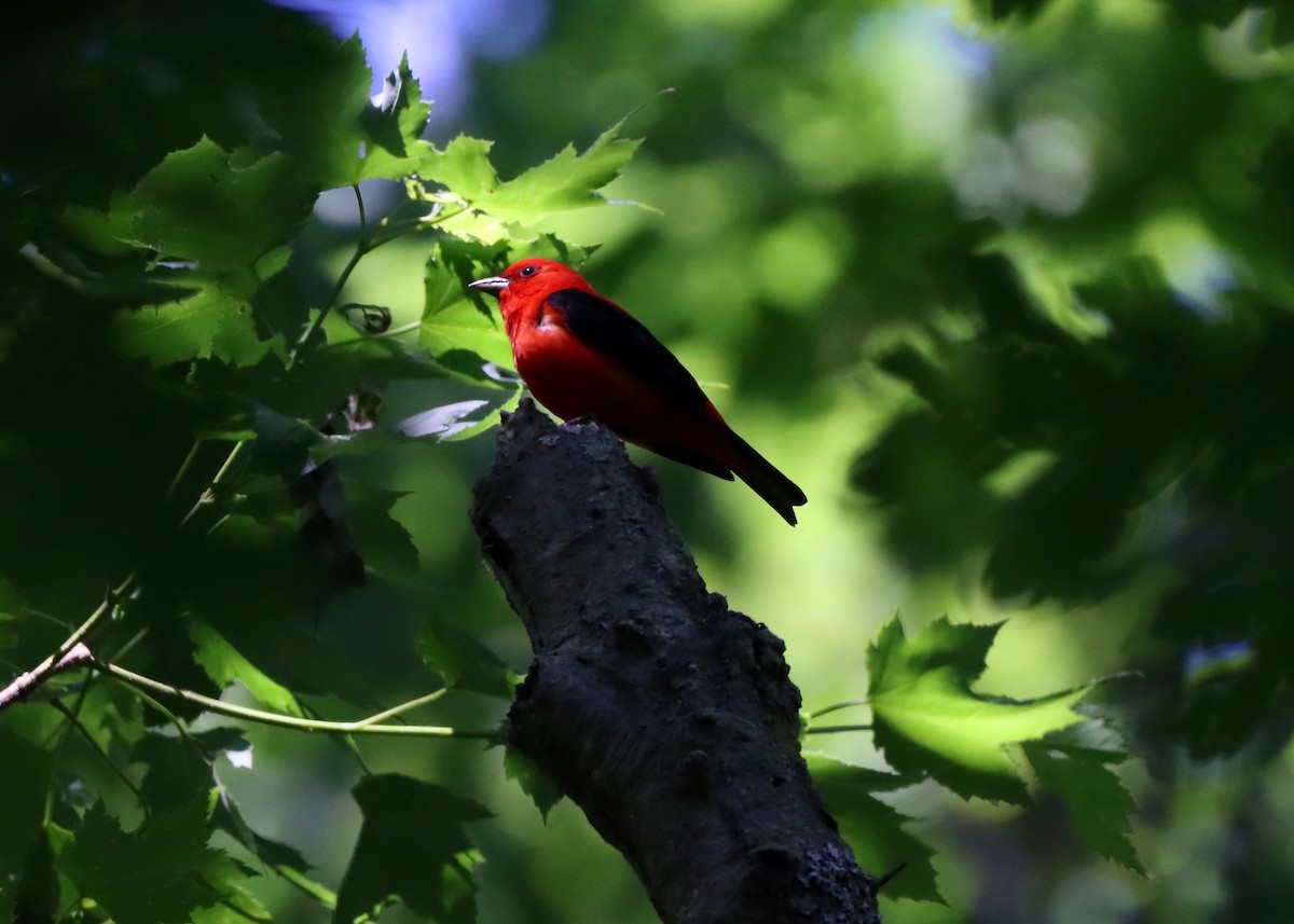 Scarlet Tanager - ML620421343