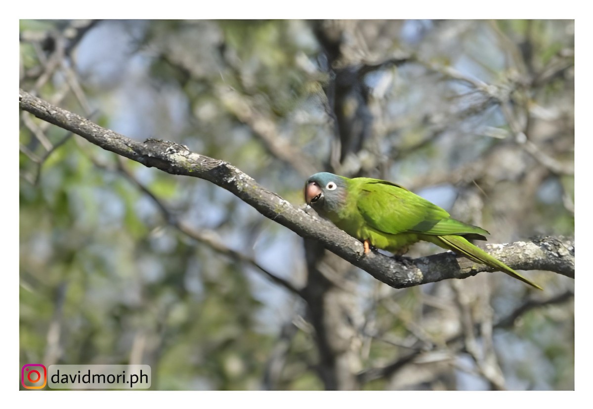 Blue-crowned Parakeet - ML620421347