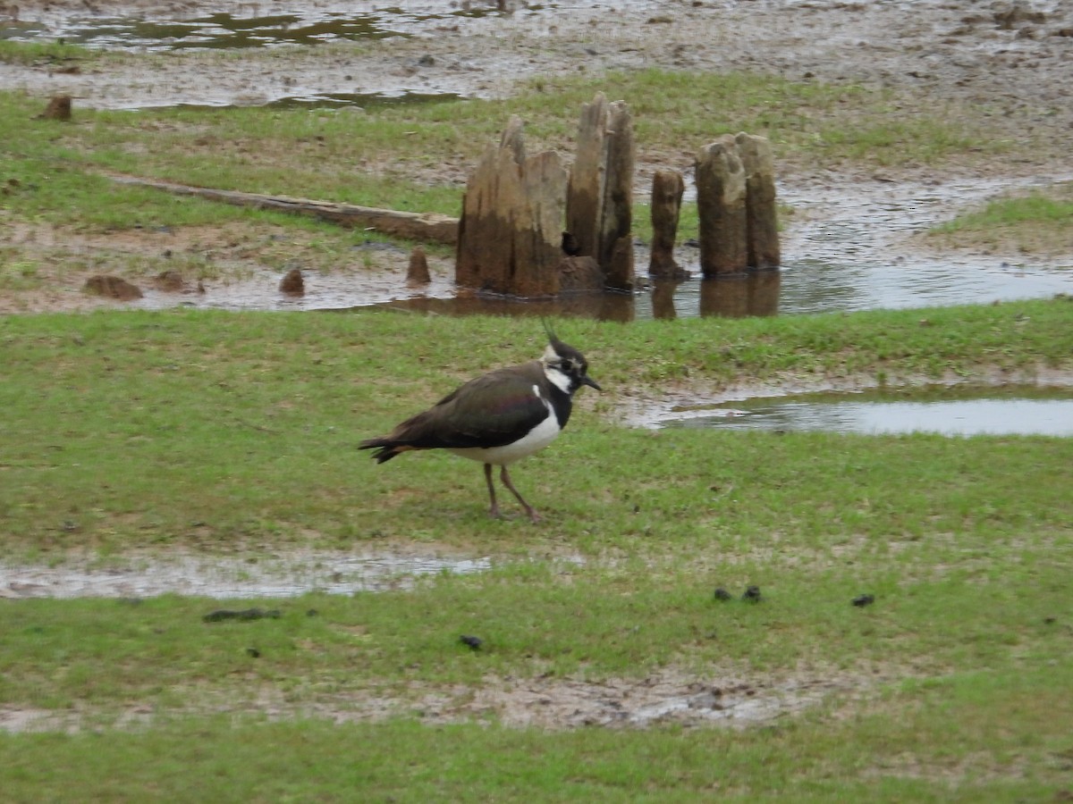 Northern Lapwing - ML620421356