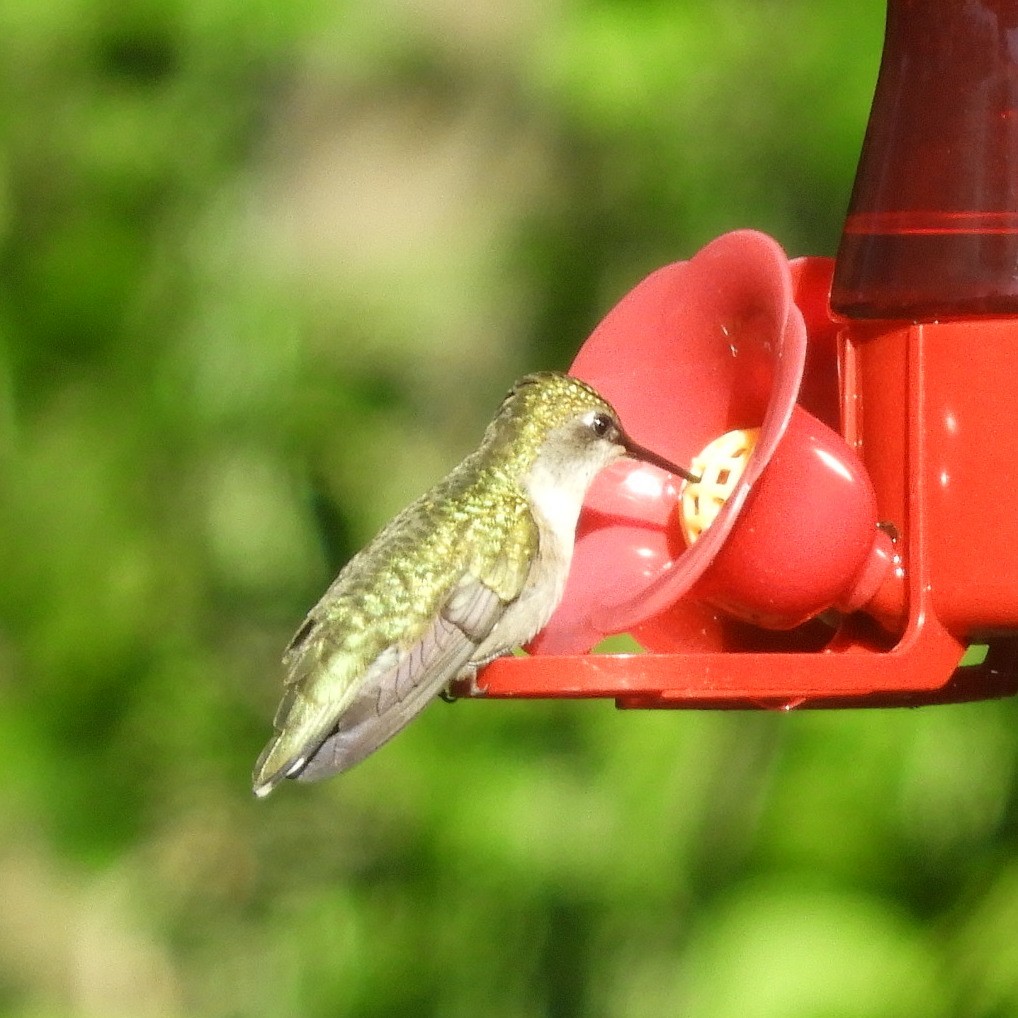 Ruby-throated Hummingbird - ML620421366