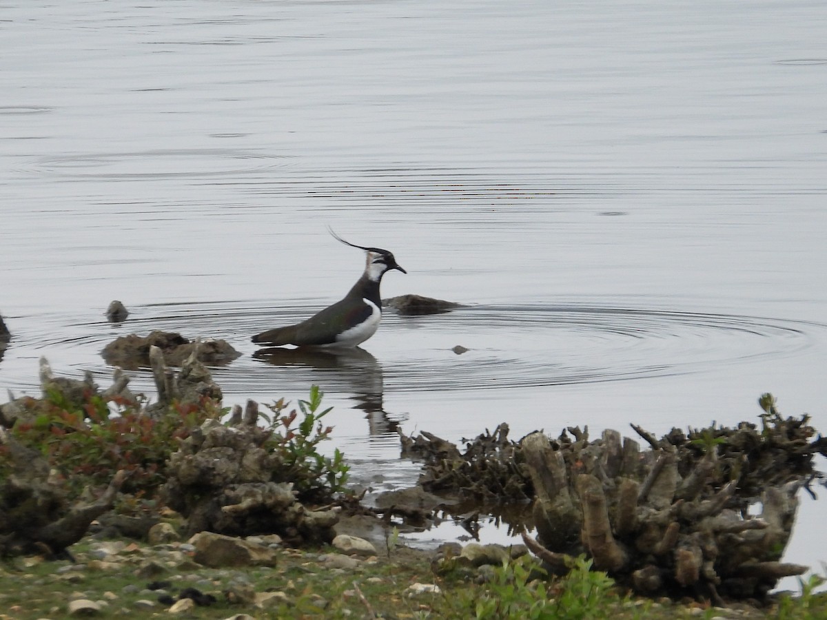 Northern Lapwing - WS Barbour