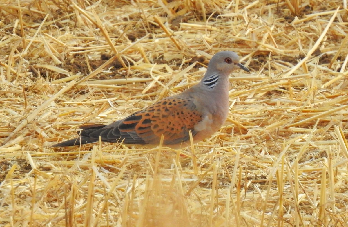 European Turtle-Dove - ML620421393