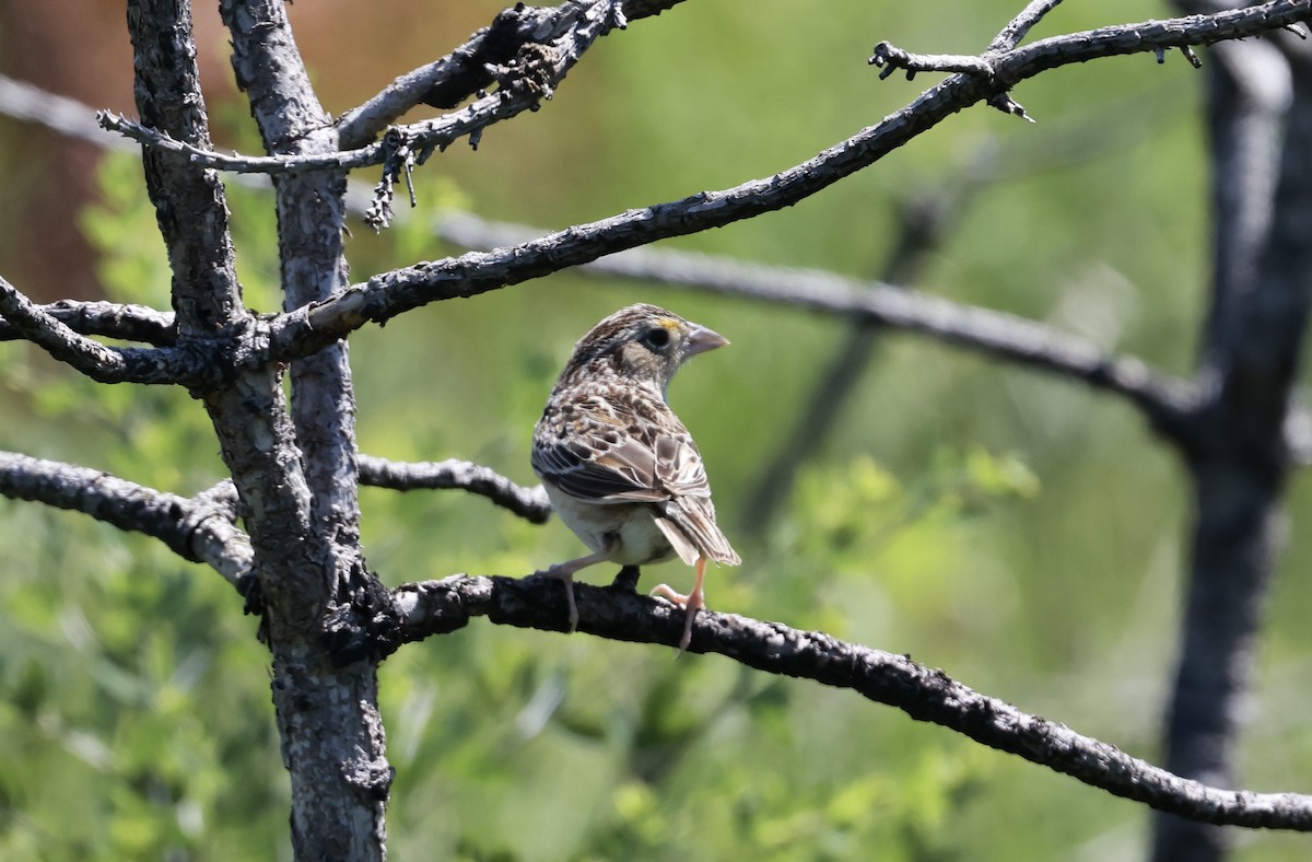 Grasshopper Sparrow - ML620421394