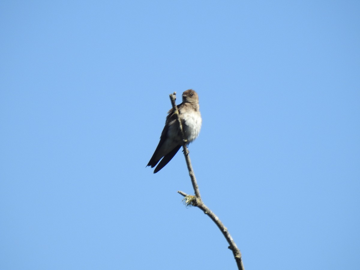 Northern Rough-winged Swallow - ML620421397