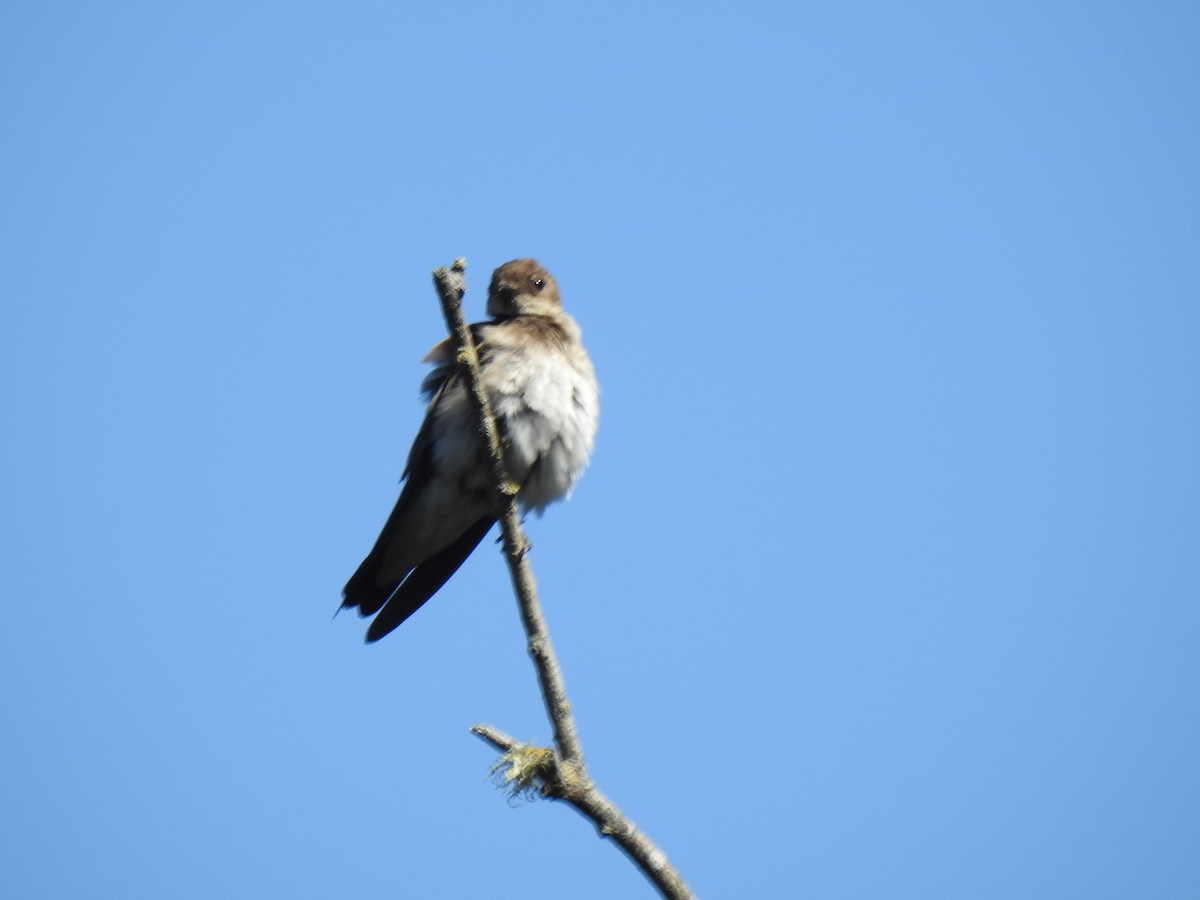 Northern Rough-winged Swallow - ML620421399