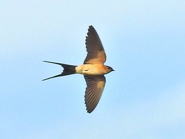 Red-rumped Swallow - ML620421401