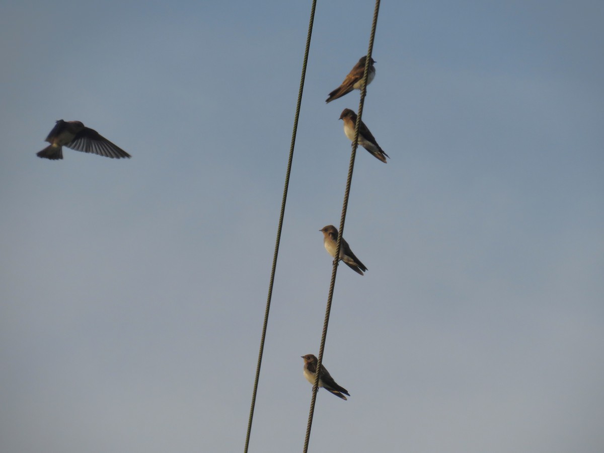 Northern Rough-winged Swallow - ML620421403
