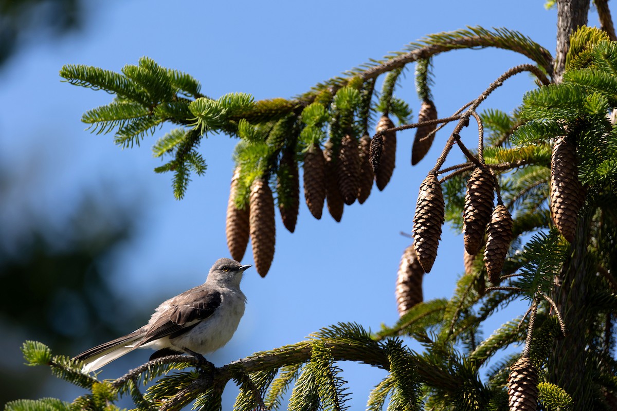 Northern Mockingbird - ML620421404