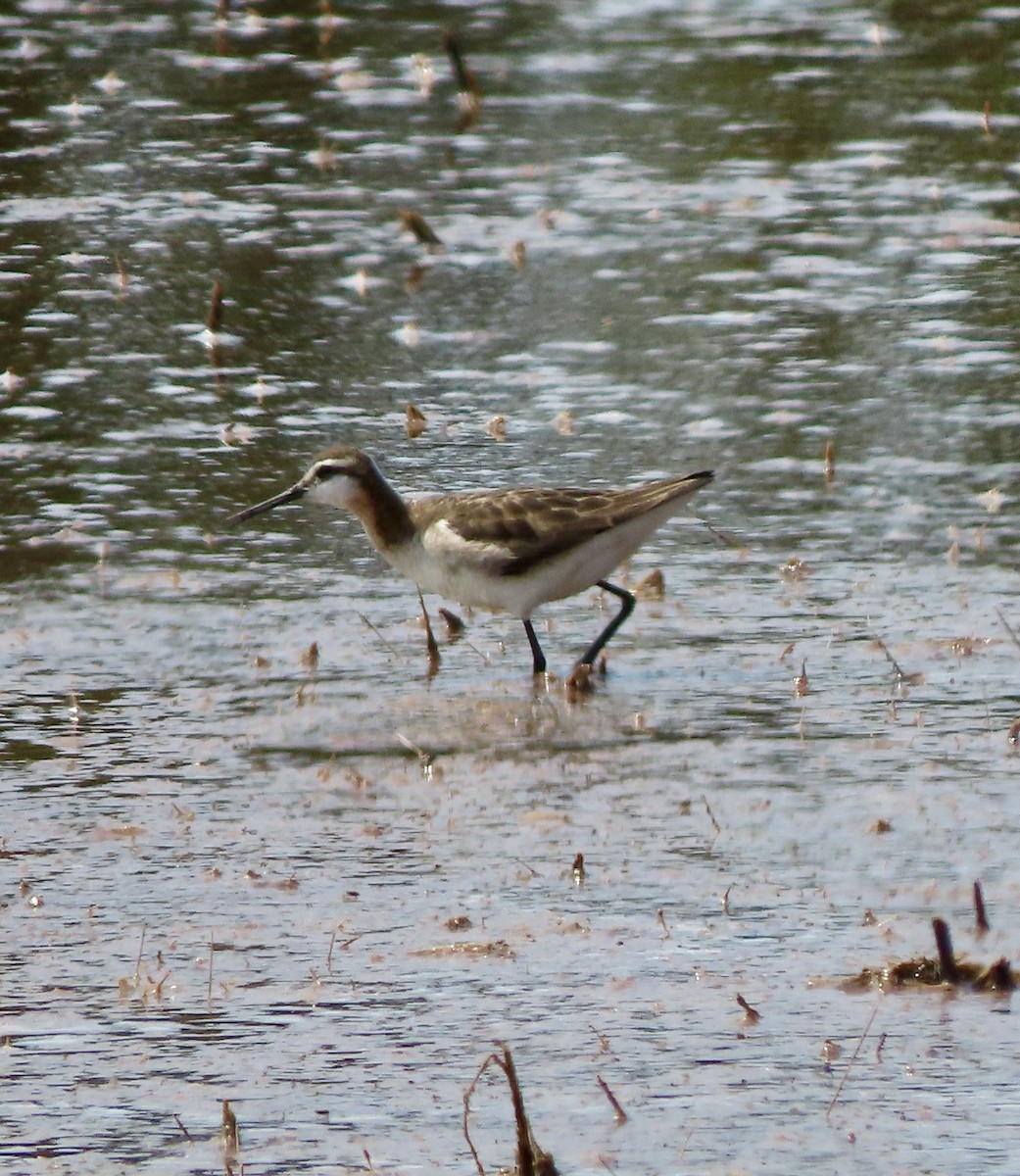 Wilson's Phalarope - ML620421415