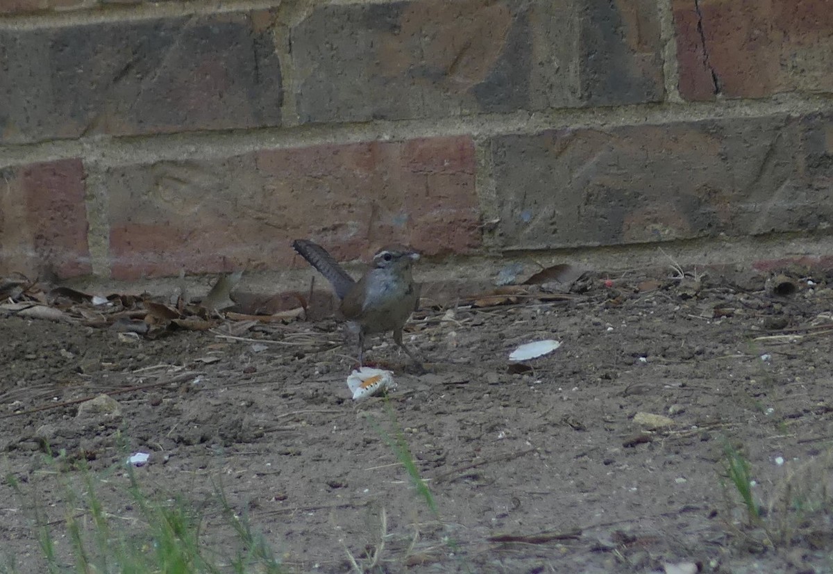 Bewick's Wren - ML620421426