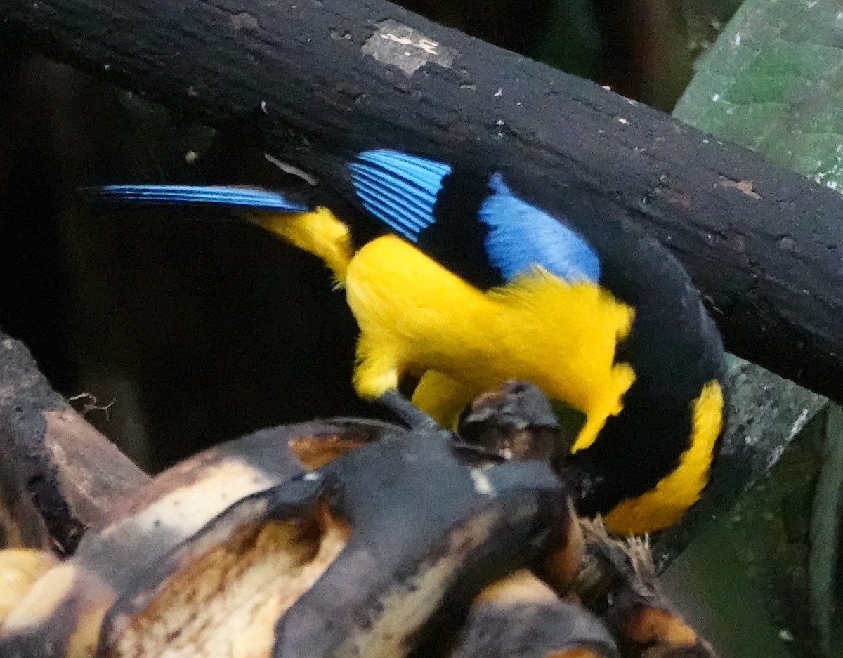 Blue-winged Mountain Tanager - ML620421429