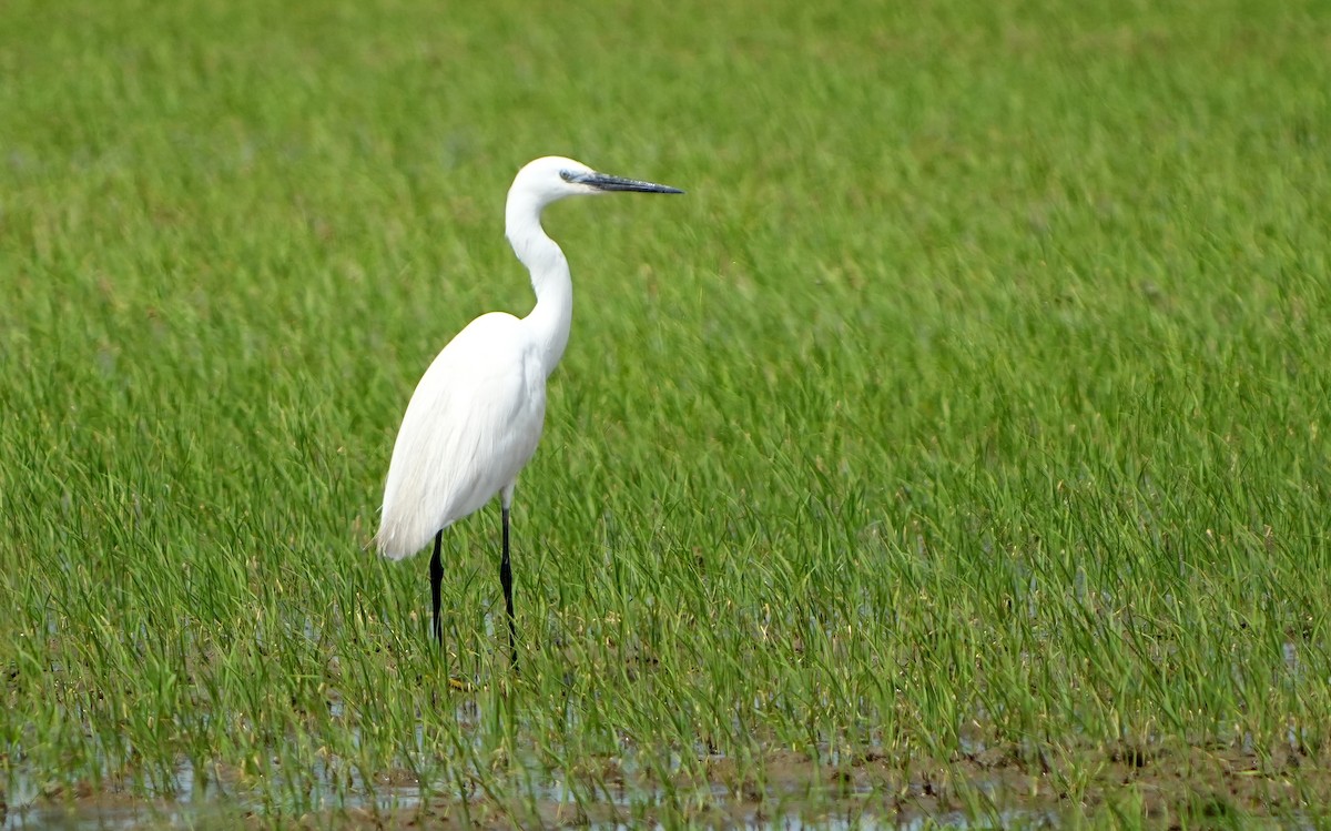 Little Egret - ML620421435