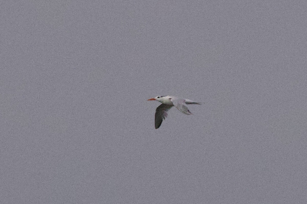 Royal Tern - ML620421437