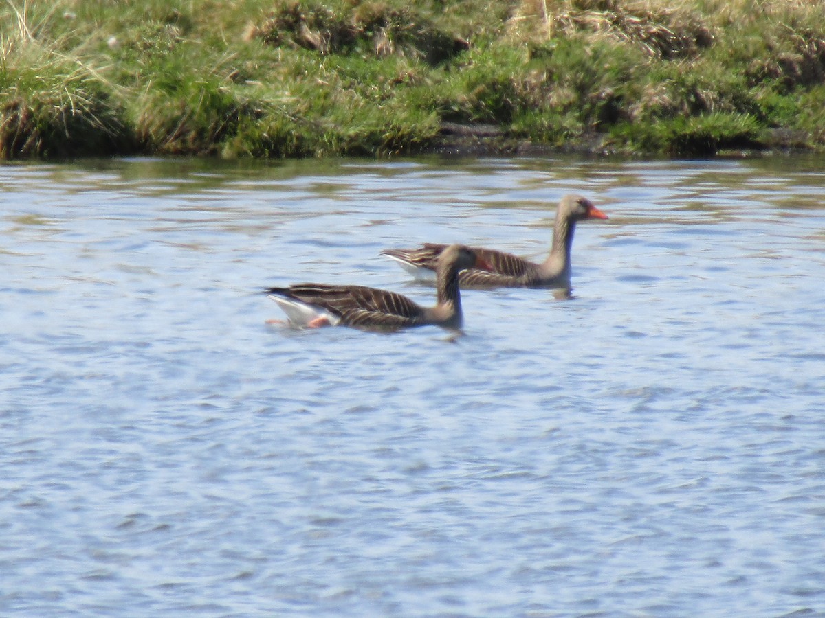 Graylag Goose - ML620421438