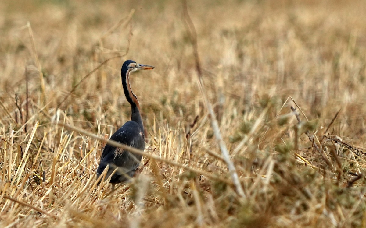 Purple Heron - ML620421442