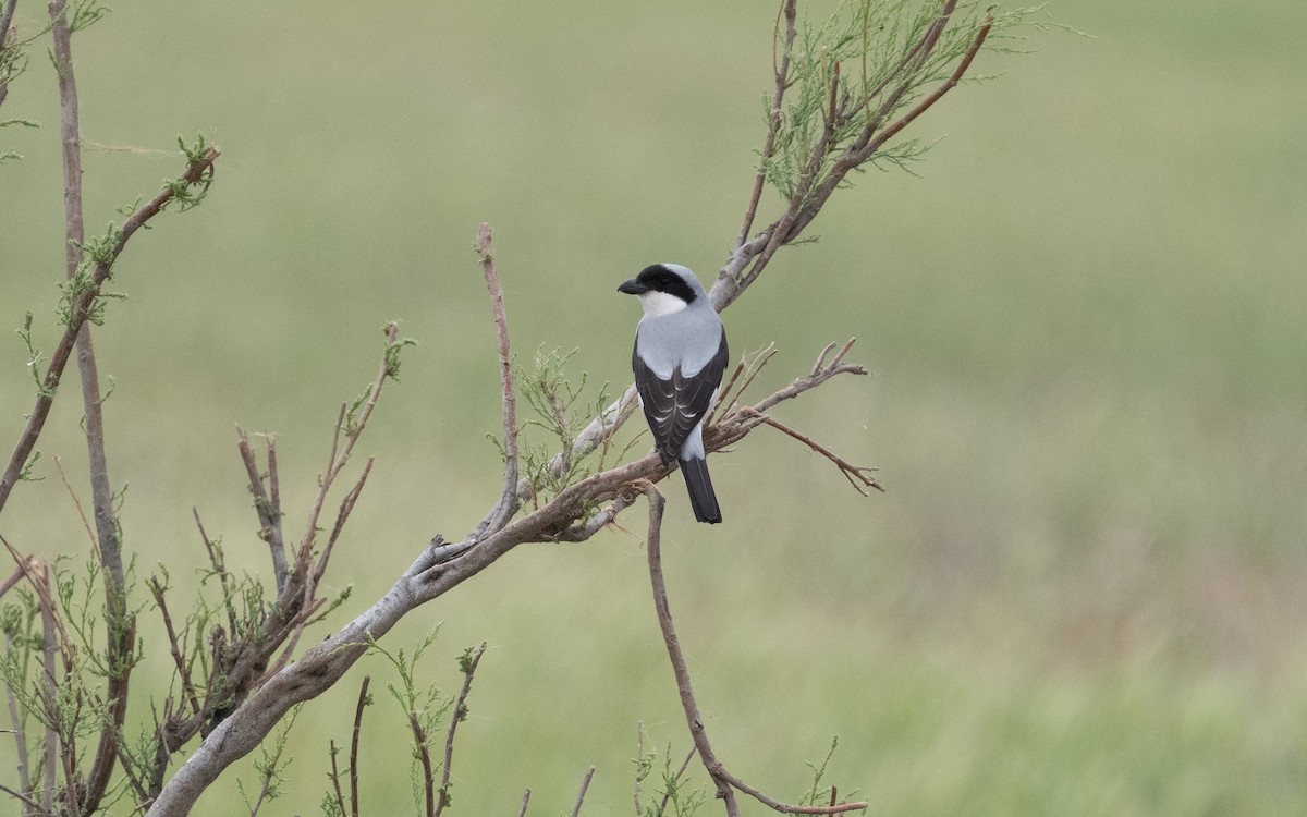 Lesser Gray Shrike - ML620421444