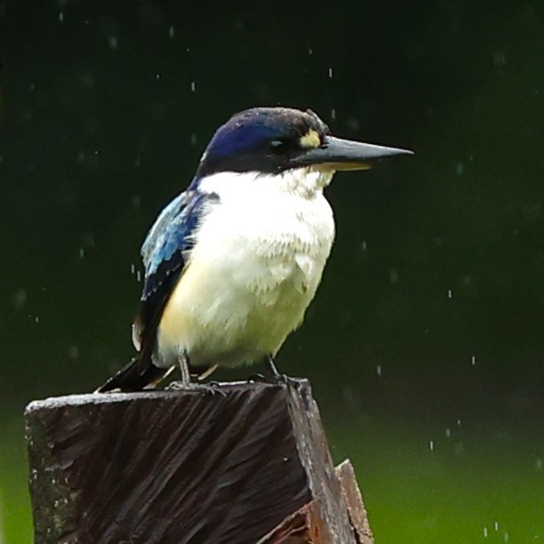 Forest Kingfisher - ML620421447