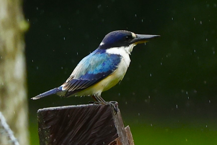 Forest Kingfisher - ML620421448