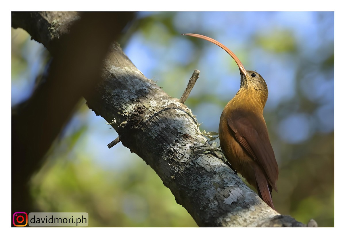 Red-billed Scythebill - ML620421451