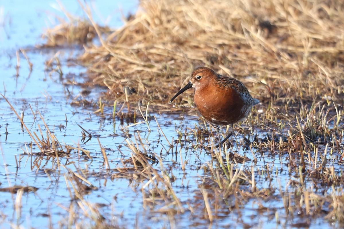 Curlew Sandpiper - ML620421455