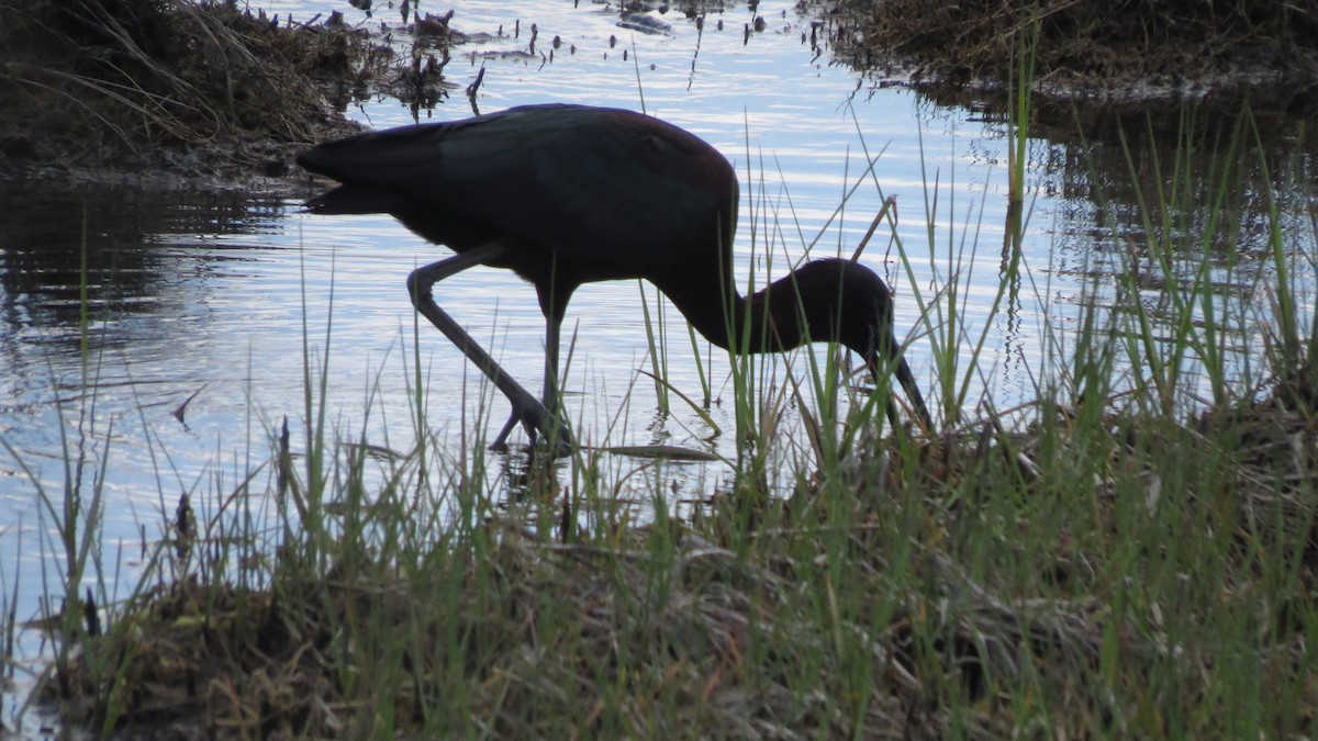 Glossy Ibis - ML620421461