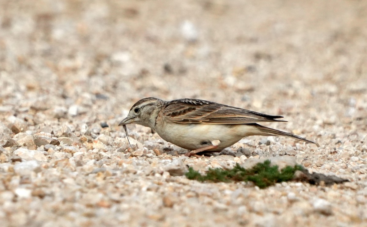 Greater Short-toed Lark - ML620421465