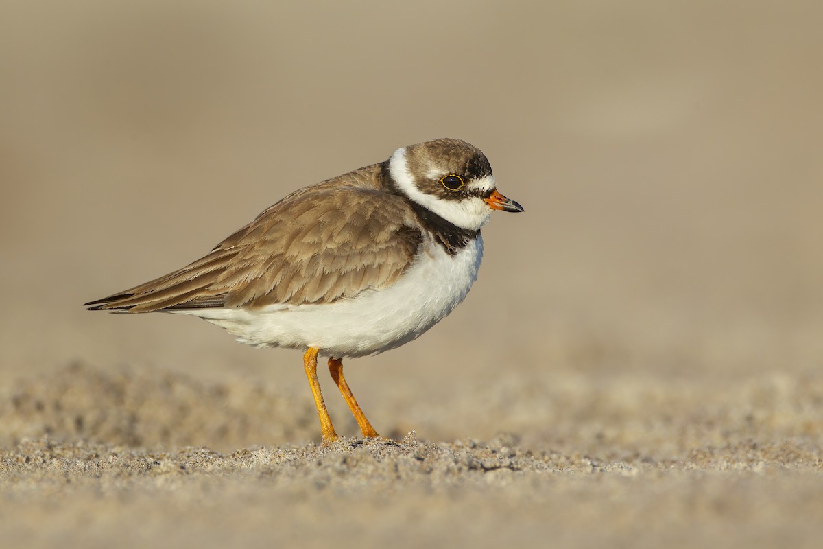 Semipalmated Plover - ML620421472