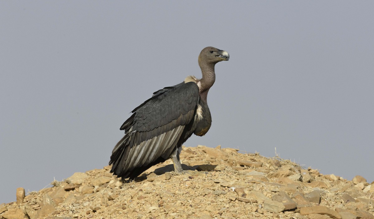 White-rumped Vulture - ML620421474