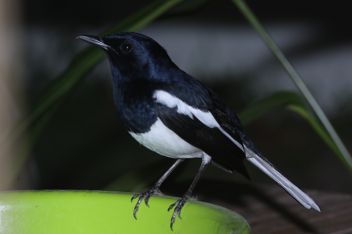 Oriental Magpie-Robin - ML620421497