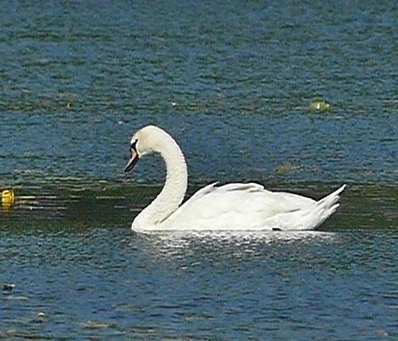 Хуруут хун - ML620421510