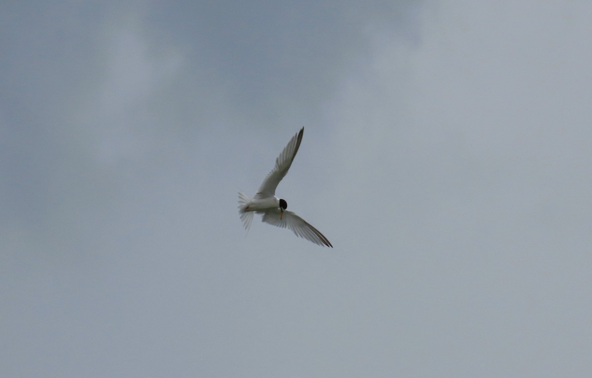 Least Tern - ML620421517