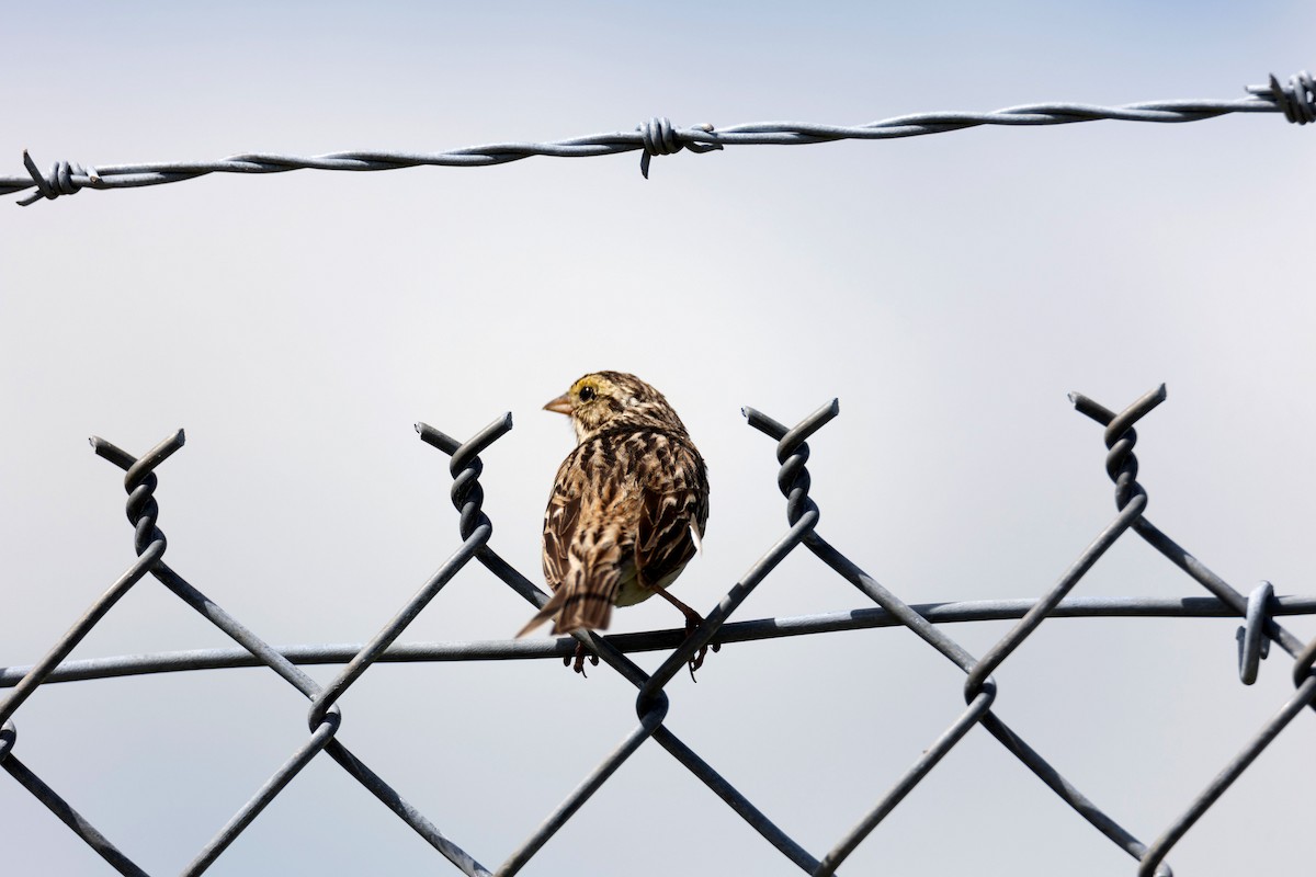 Savannah Sparrow - ML620421519