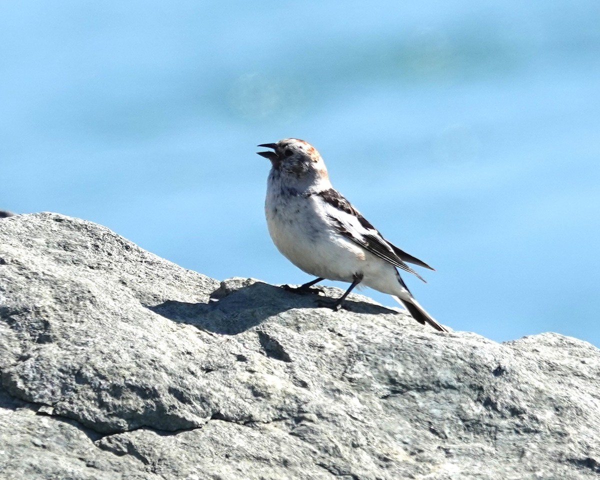 Snow Bunting - ML620421528