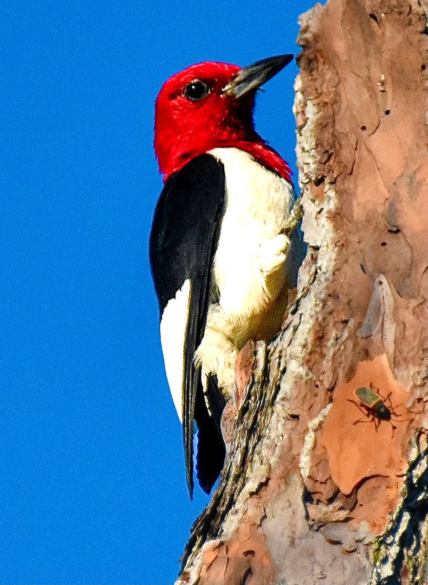 Red-headed Woodpecker - ML620421548