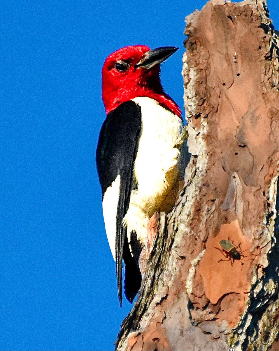Red-headed Woodpecker - ML620421551