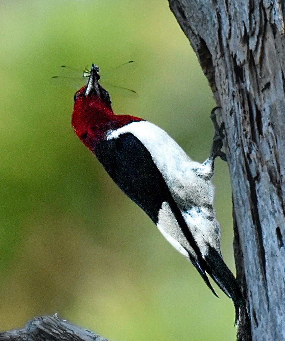 Red-headed Woodpecker - ML620421552
