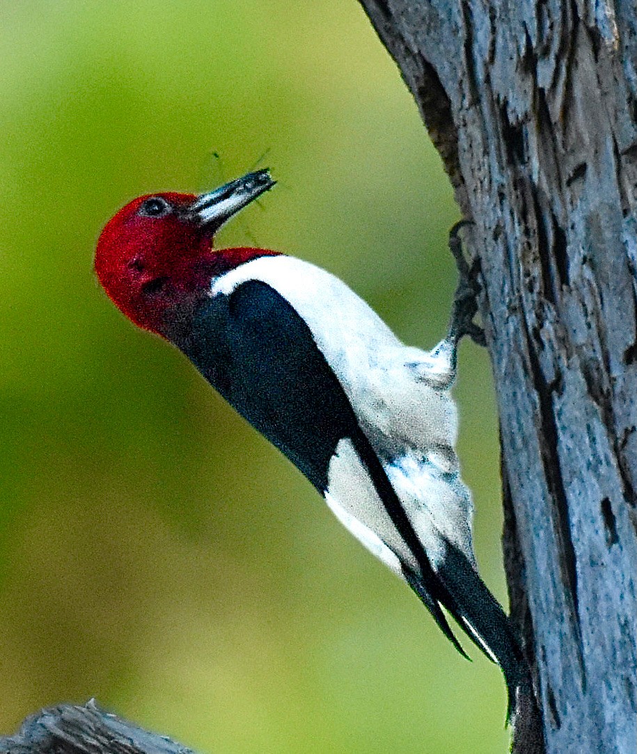 Red-headed Woodpecker - ML620421554
