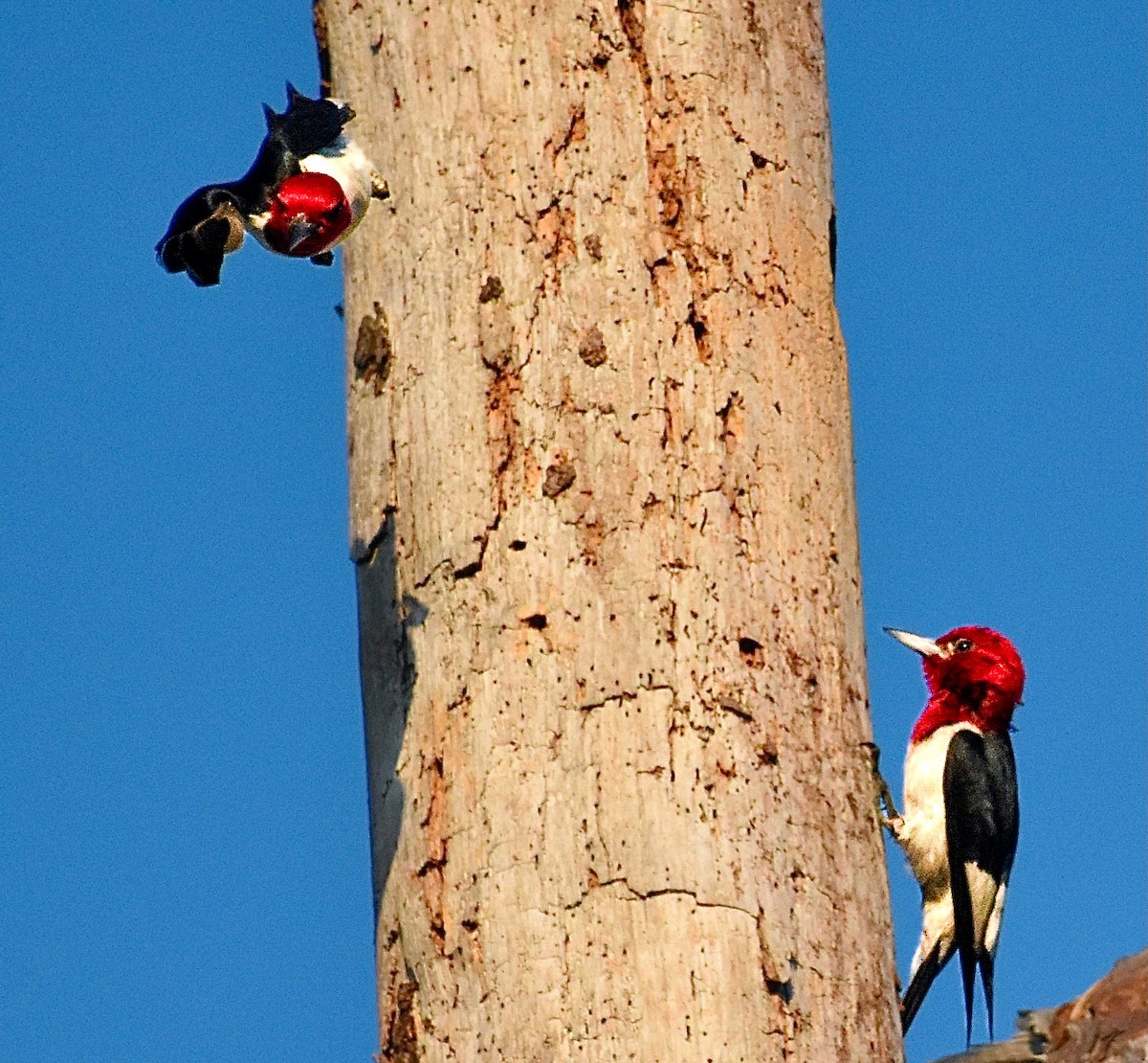 Red-headed Woodpecker - ML620421555