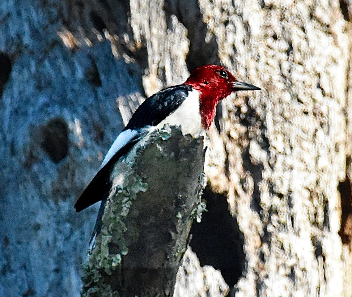 Red-headed Woodpecker - ML620421556